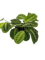 Maranta 'Prayer Plant' 6 Inch