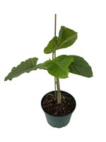 Ficus umbellata 6 Inch