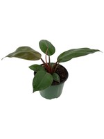 Philodendron 'Rojo Congo' 6 inch