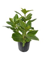 Ficus altissima 10 Inch