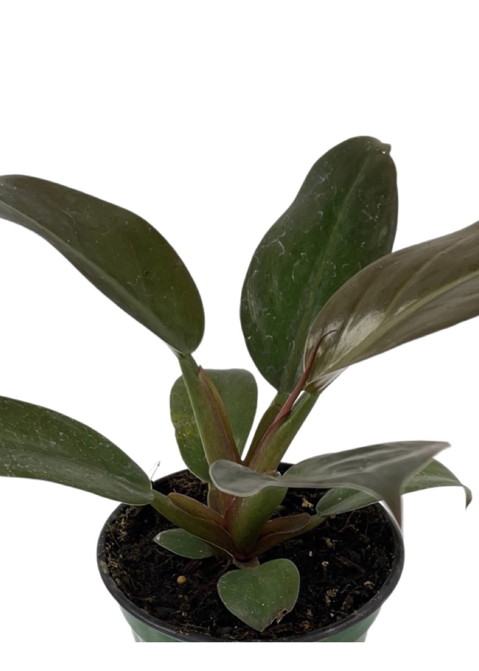 Philodendron 'Red Diamond' 4 Inch