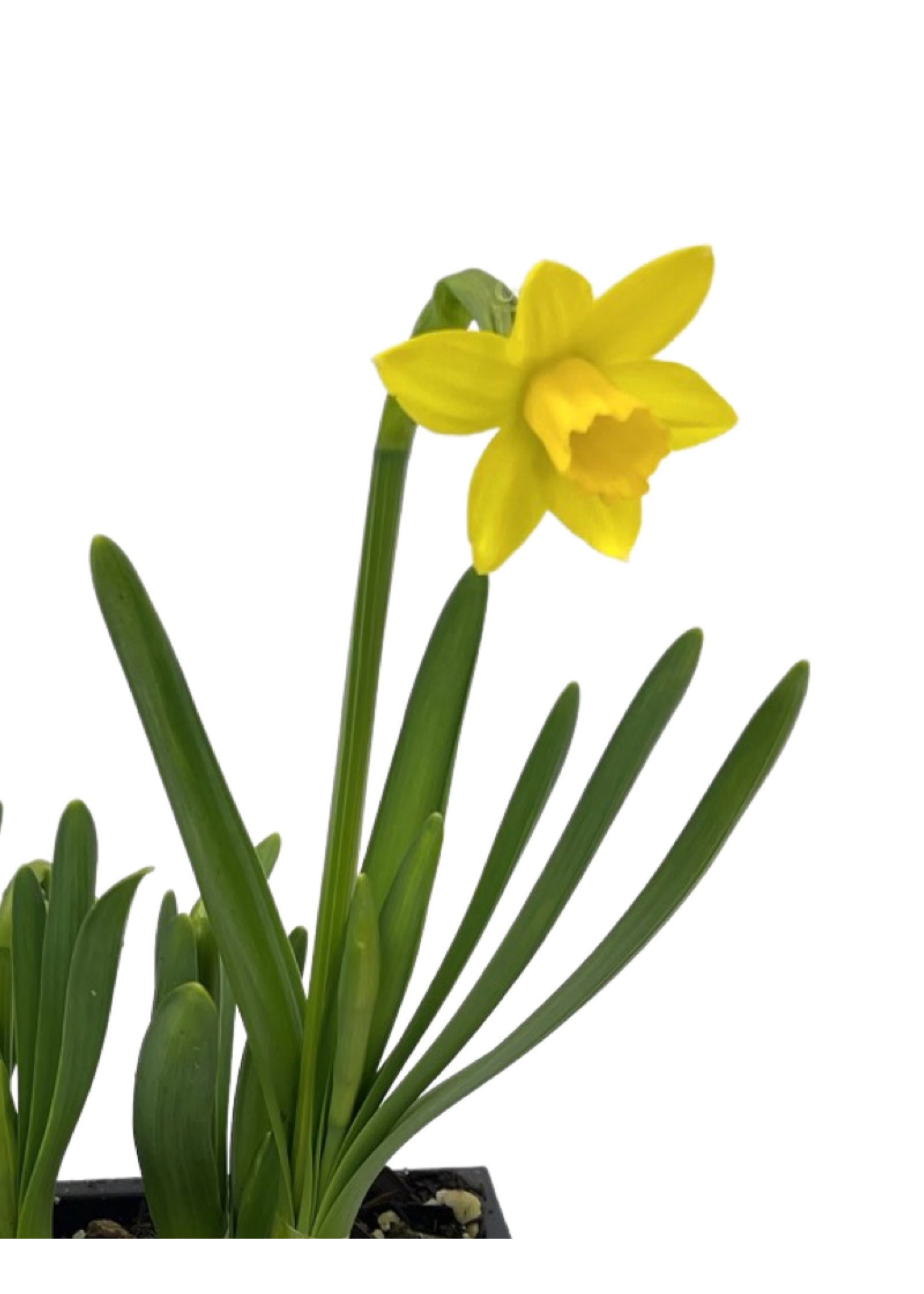 Narcissus 'Tete-a-Tete' - The Garden Corner