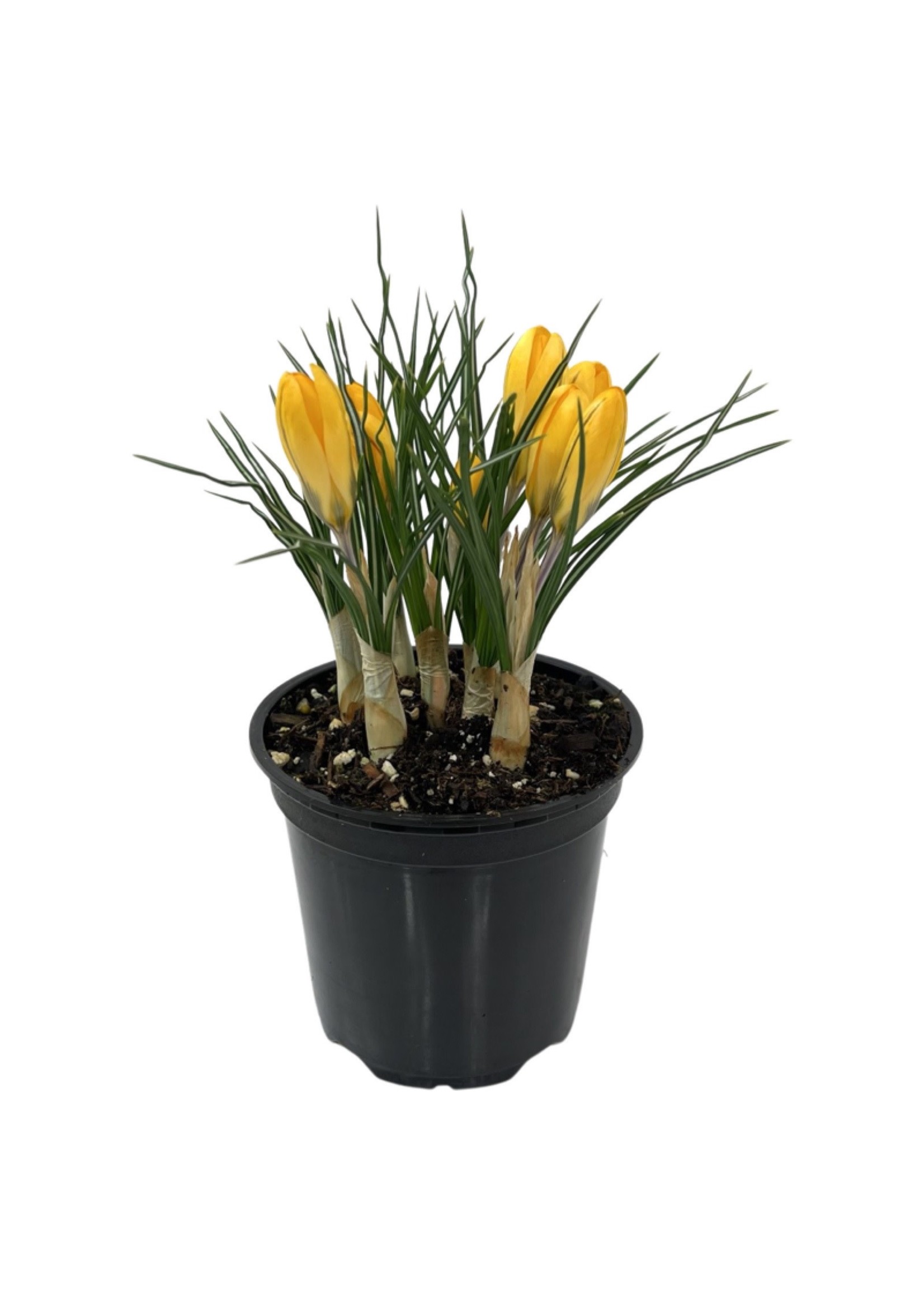 Crocus vernus 'Yellow Mammoth' 4 Inch