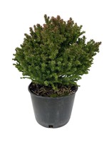 Cryptomeria japonica 'Birodo' 6 Inch