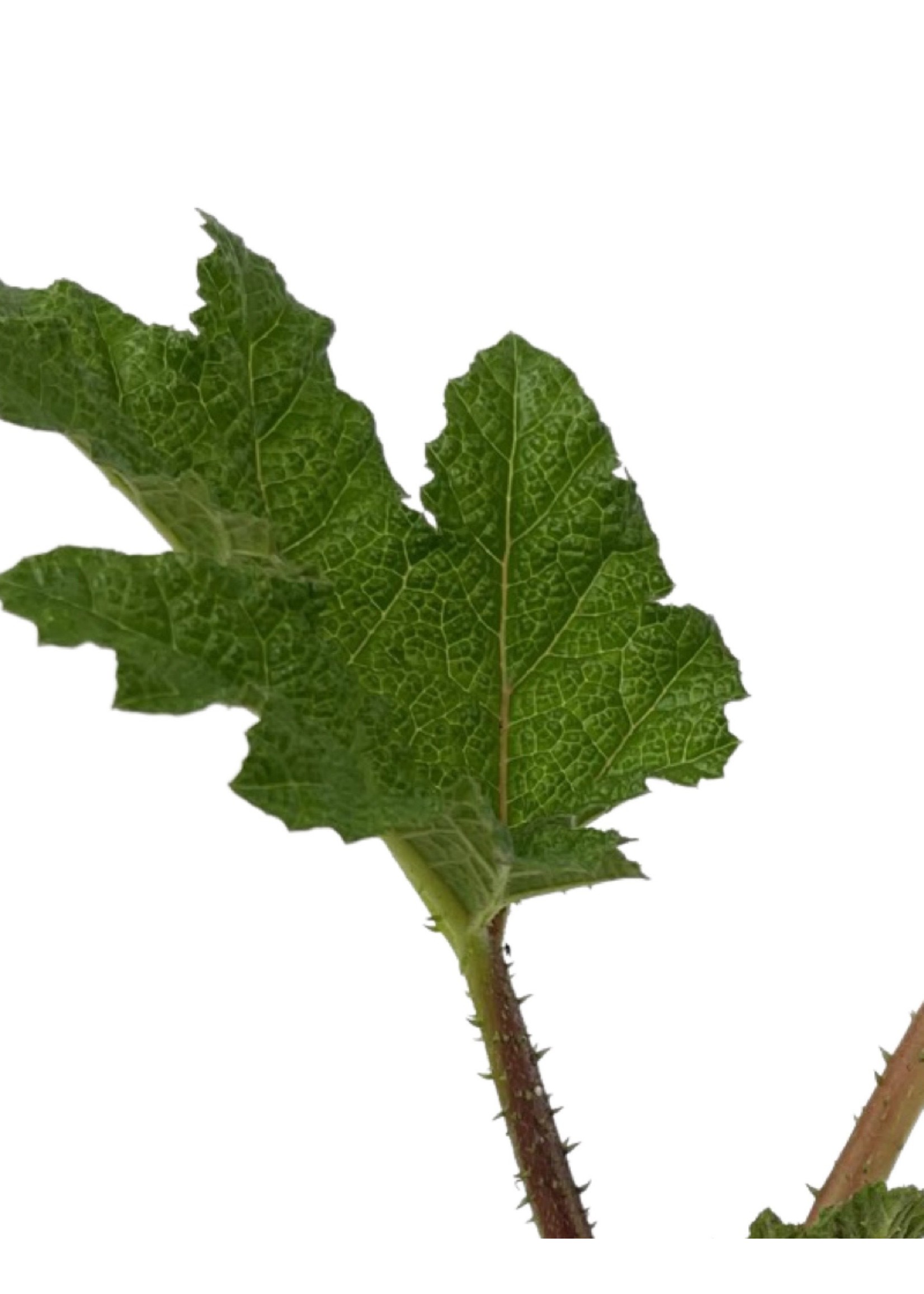 Gunnera manicata 4 Inch