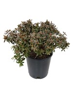 Rhododendron 'Ramapo'  2 Gallon