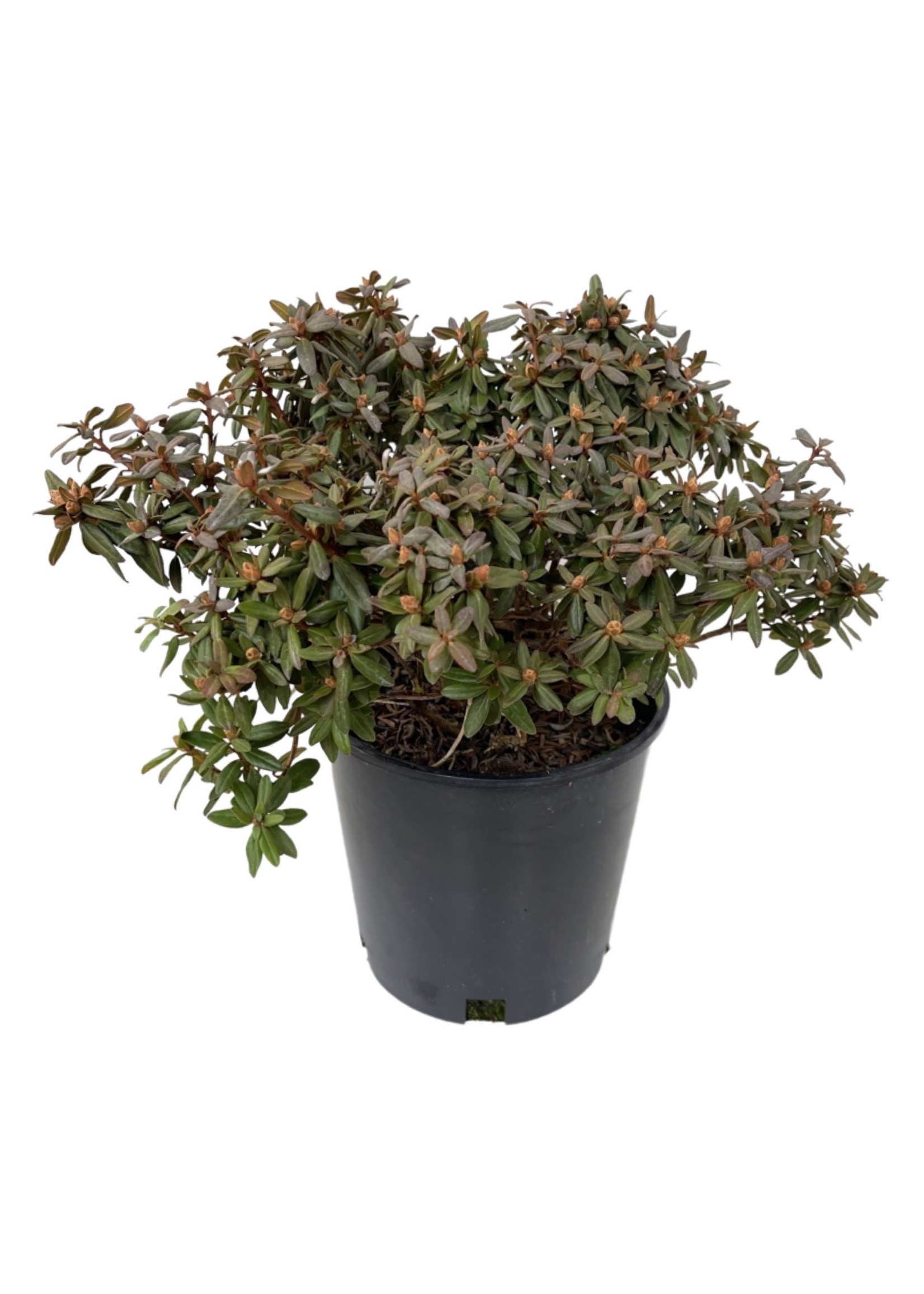 Rhododendron 'Ramapo'  2 Gallon
