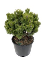Pinus arist 'Sherwood Compact' 3 Gallon