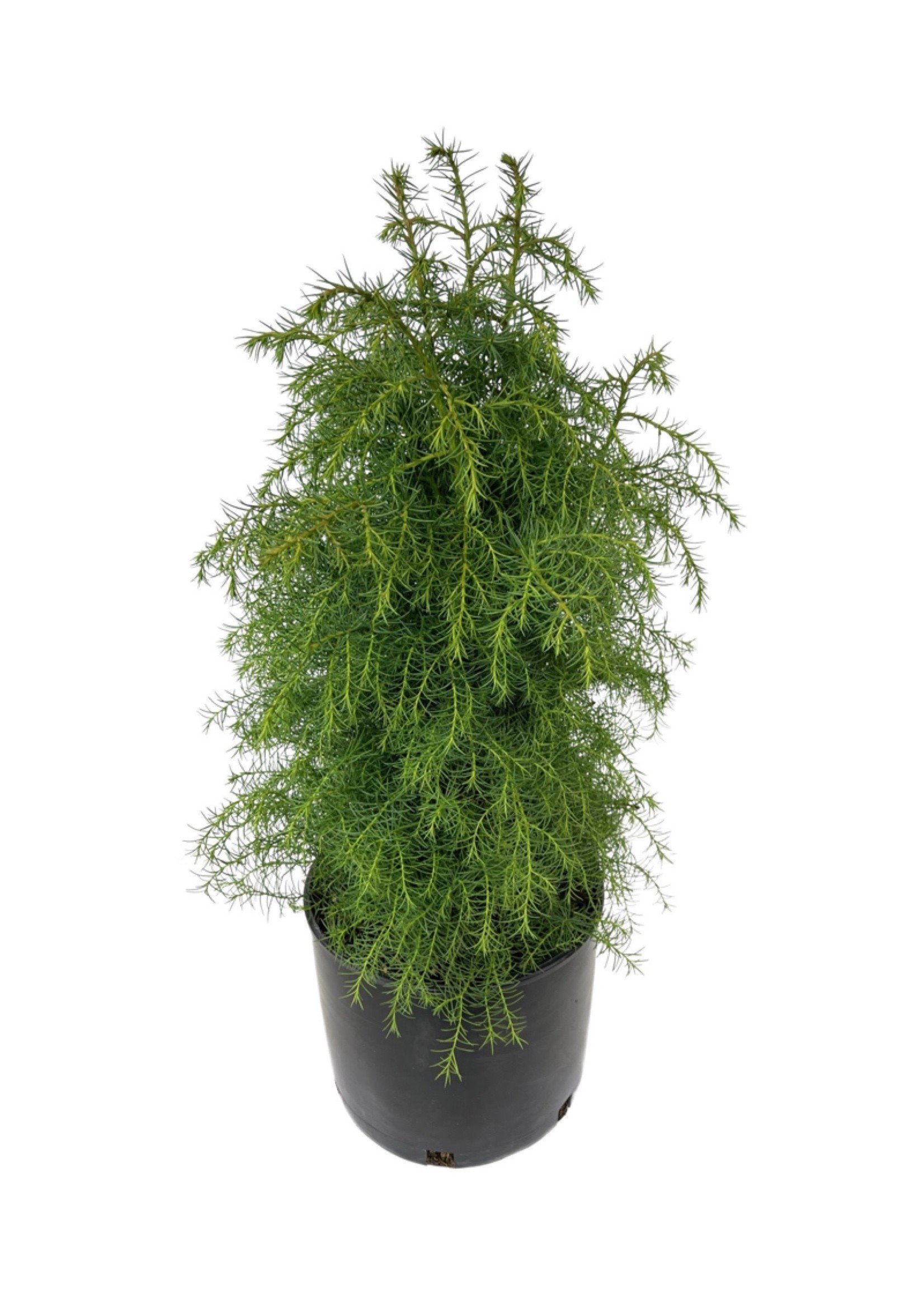 Cryptomeria japonica 'Elegans Aurea' 3 Gallon