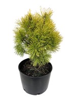 Pinus mugo 'Wintersonne' 3 Gallon