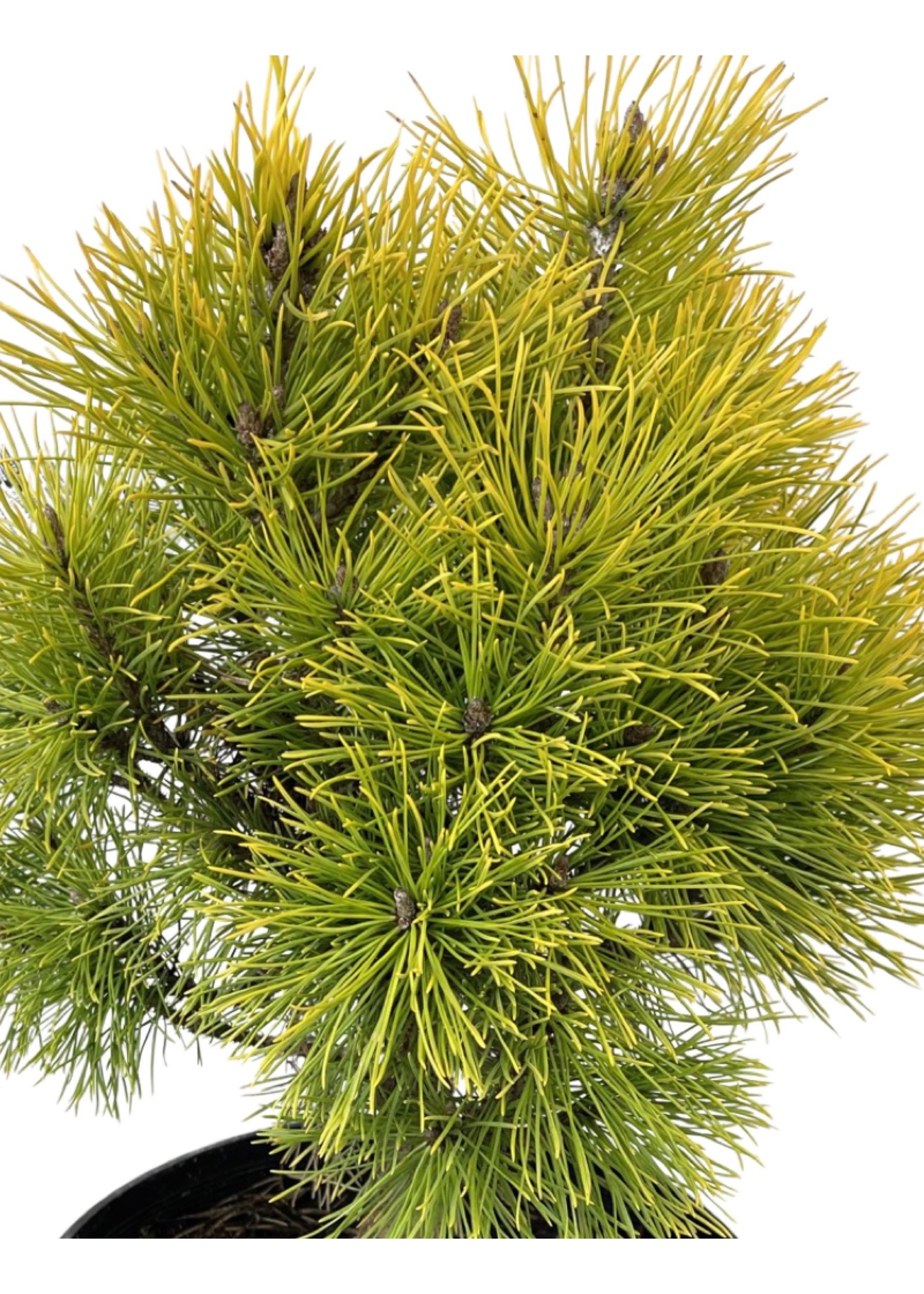 Pinus mugo 'Wintersonne' 3 Gallon