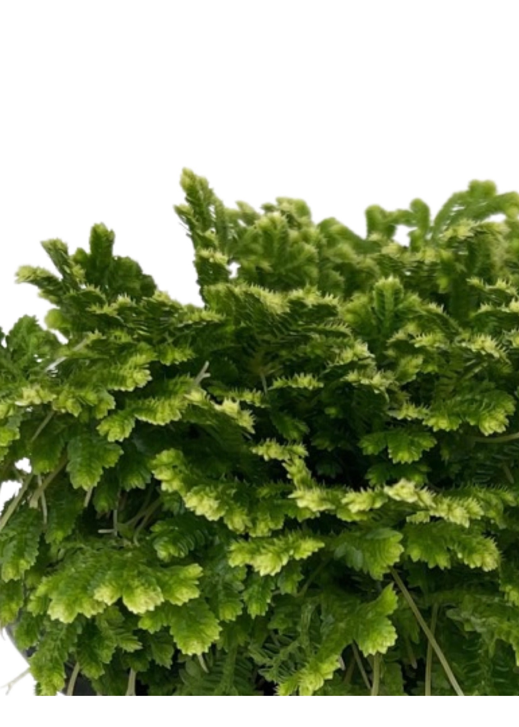 Selaginella tamariscina 4 Inch