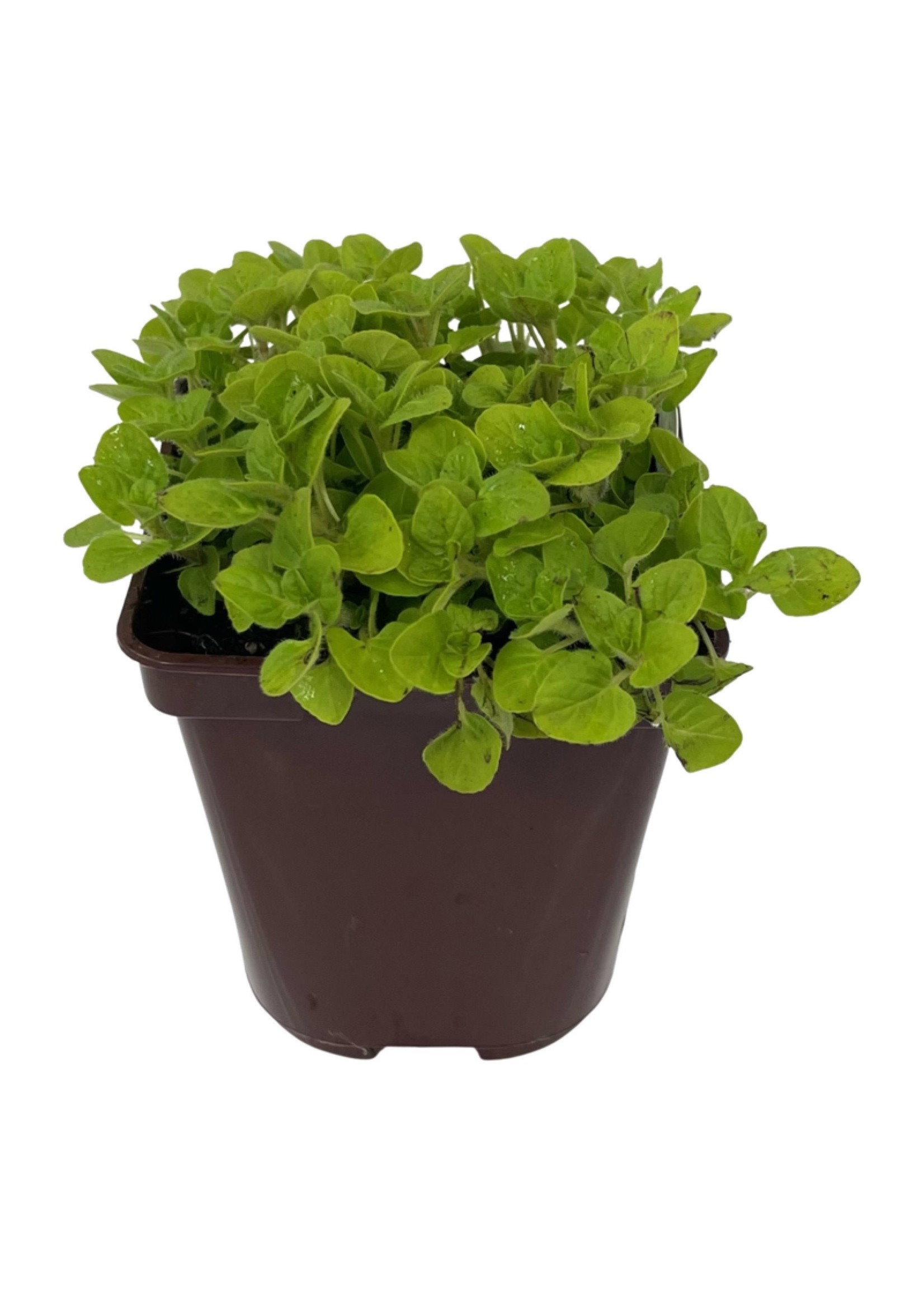 Oregano 'Golden' 4 Inch