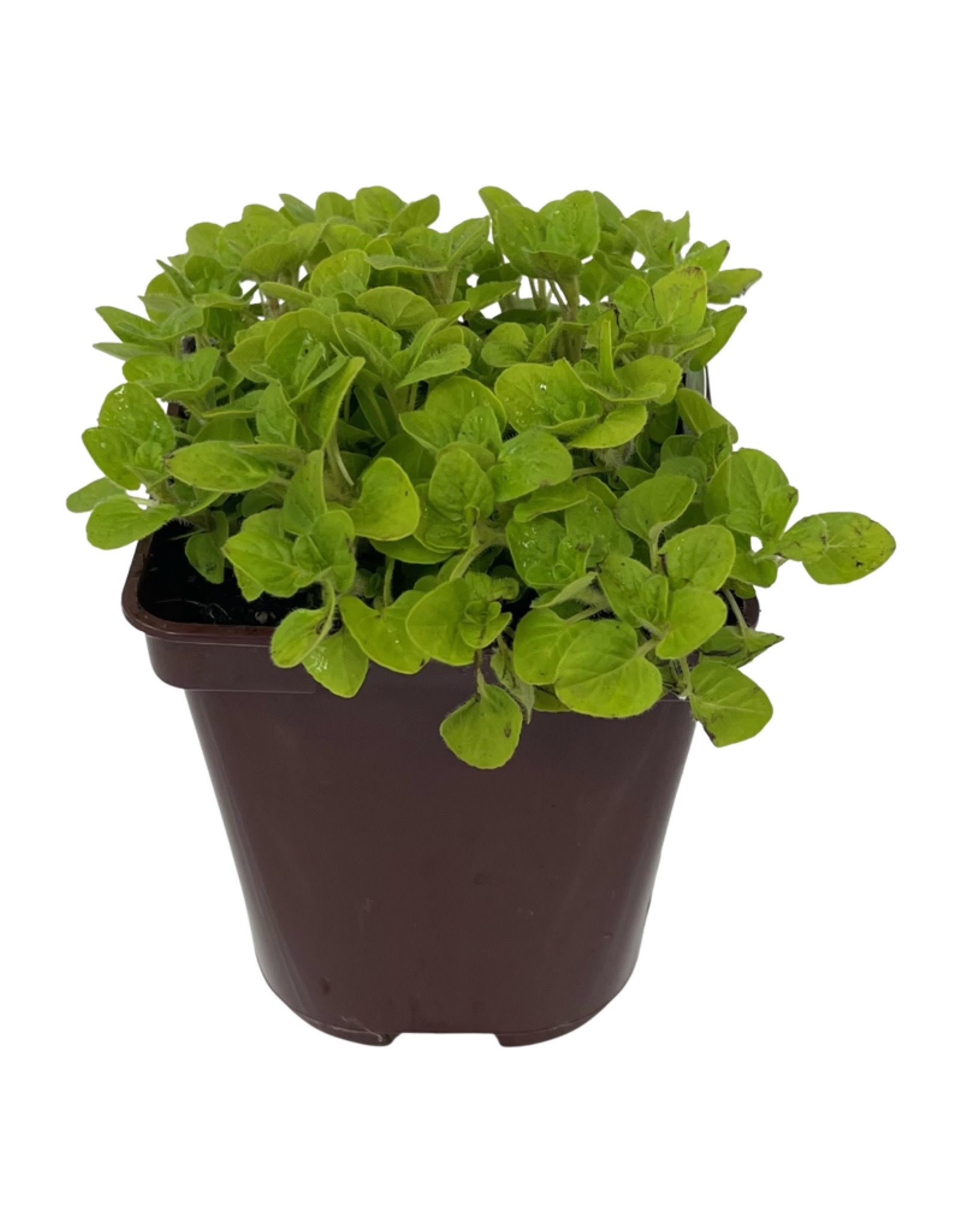 Oregano Golden 4 Inch The Garden Corner