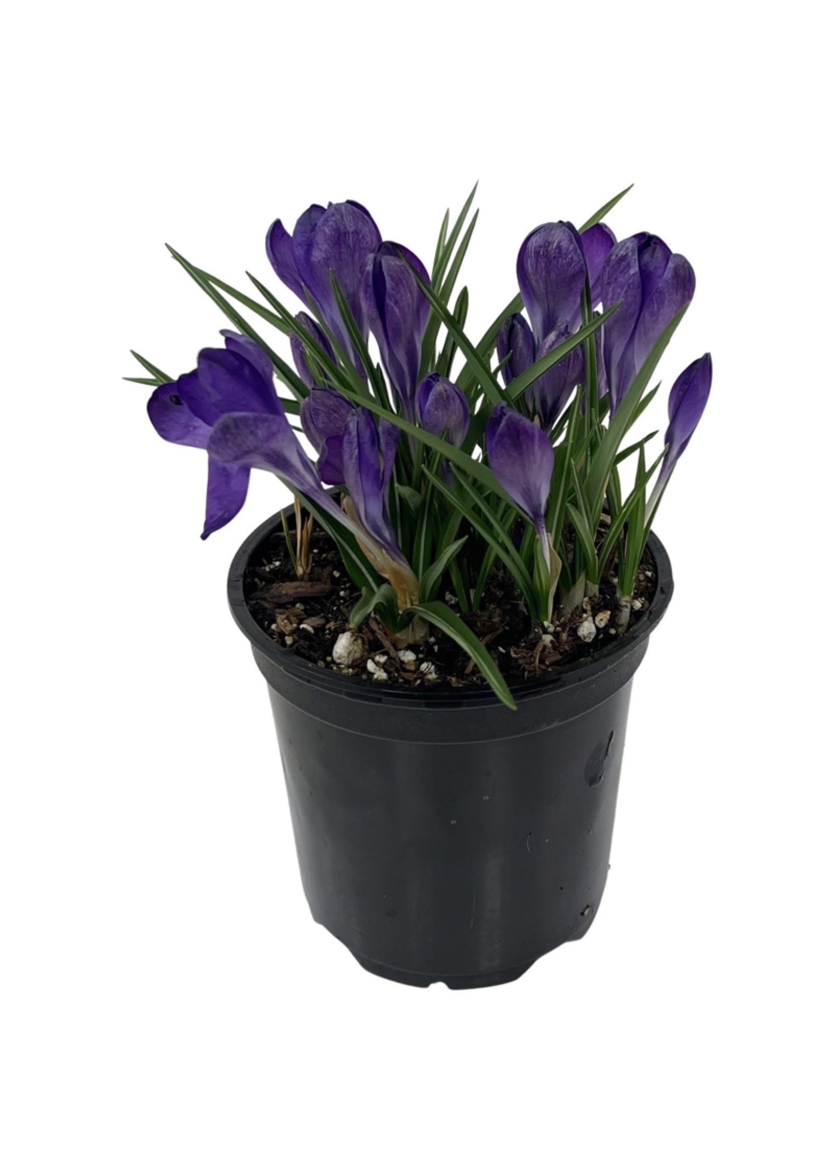 Shop Garden Pots at Crocus