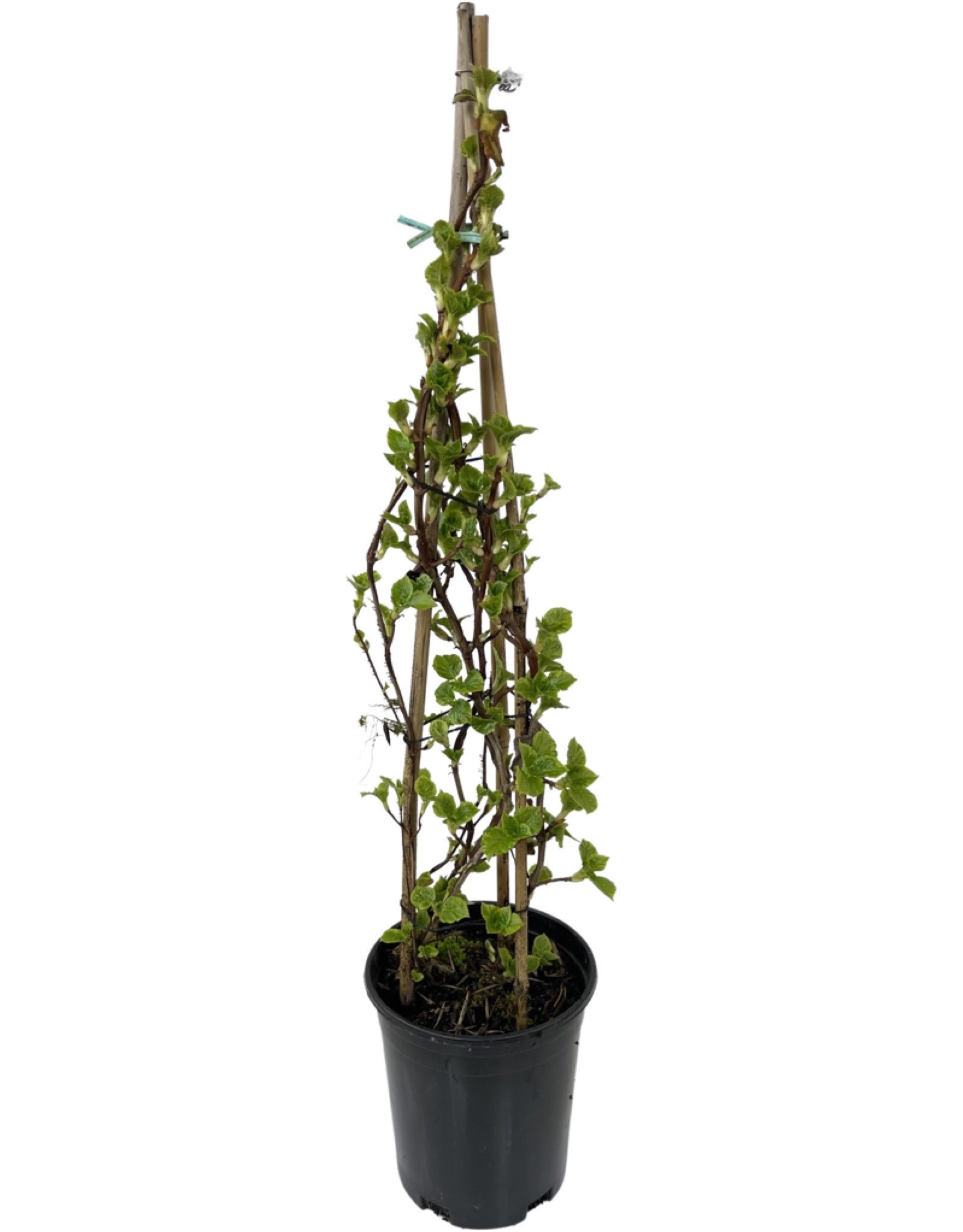 Image of Hydrangea petiolaris miranda 1