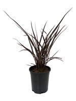 Phormium tenax 'Shiraz' 1 Gallon