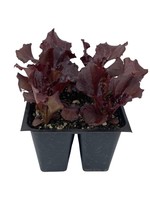 Lettuce 'Merlot' Jumbo Traypack