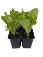 Lettuce 'Winter Density' Jumbo Traypack