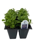 Lobelia 'Riviera Sky Blue'  Jumbo Traypack