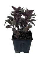 Sage 'Purple' 4 Inch