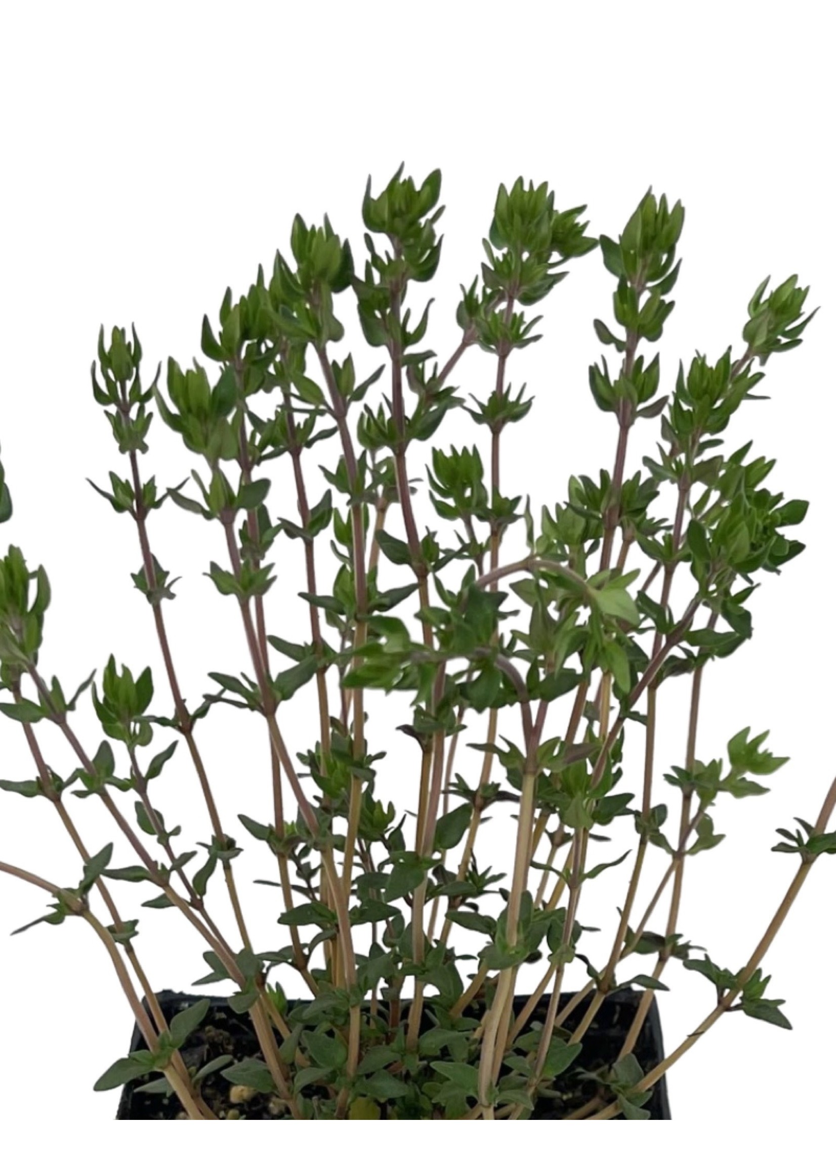 Thymus v. 'Narrow Leaf French' 4 Inch