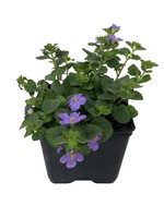 Bacopa ‘MegaCopa Blue’ 4 Inch