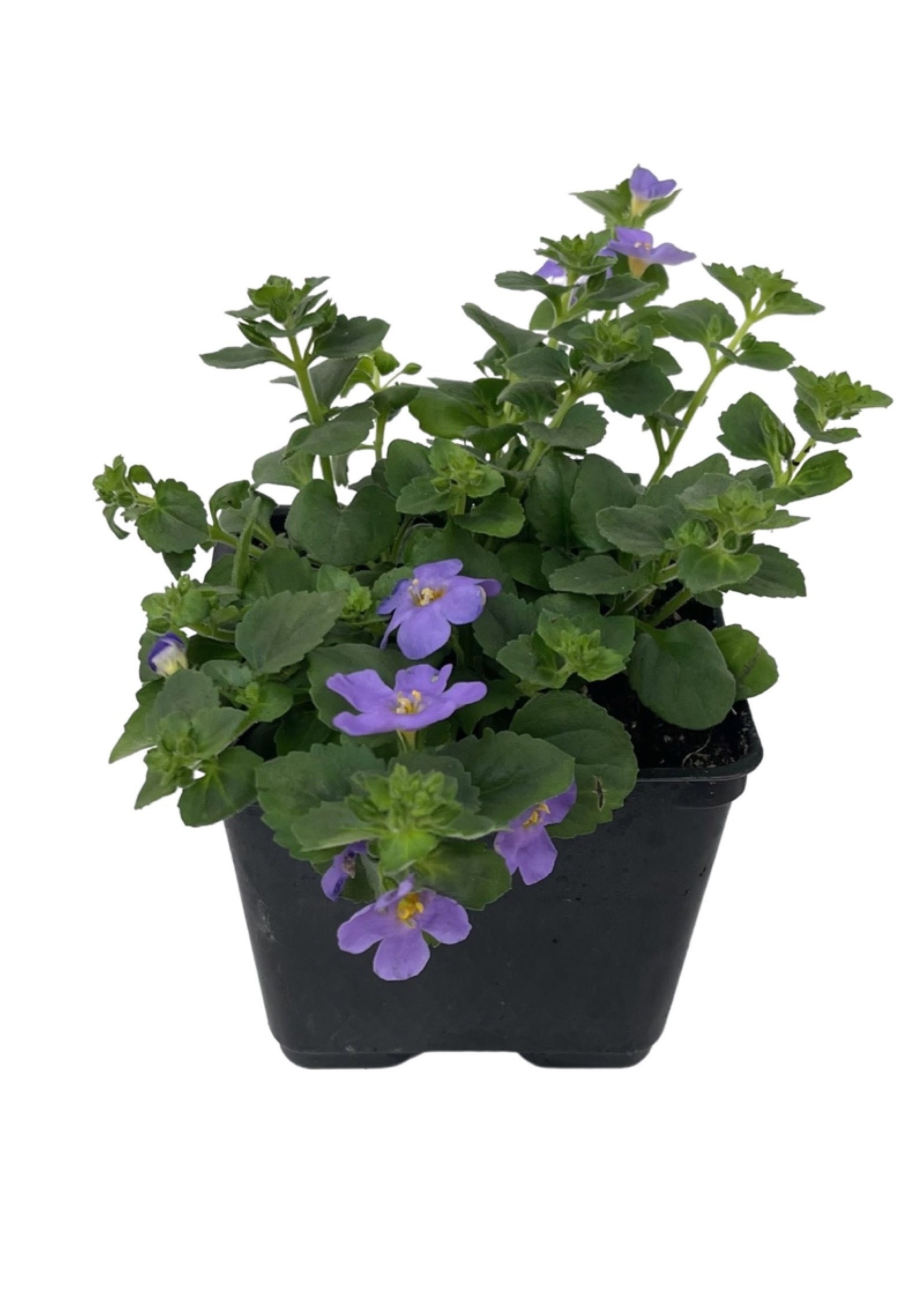 Bacopa ‘MegaCopa Blue’ 4 Inch