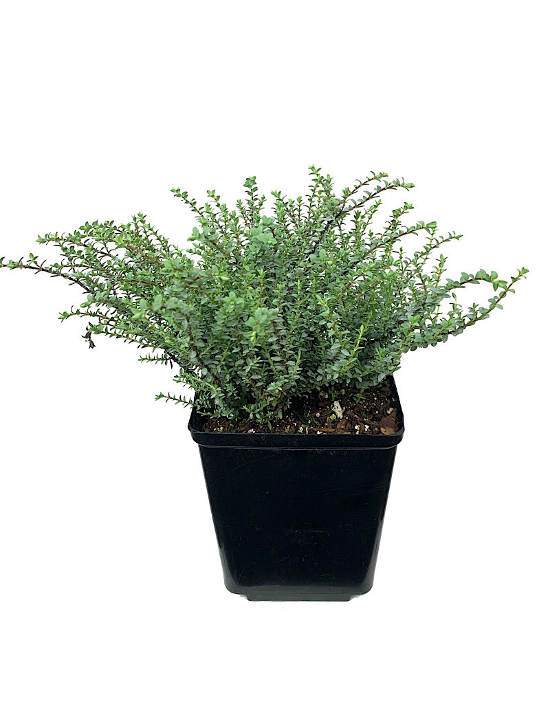 Hebe pimeleoides 'Quicksilver' The Garden Corner