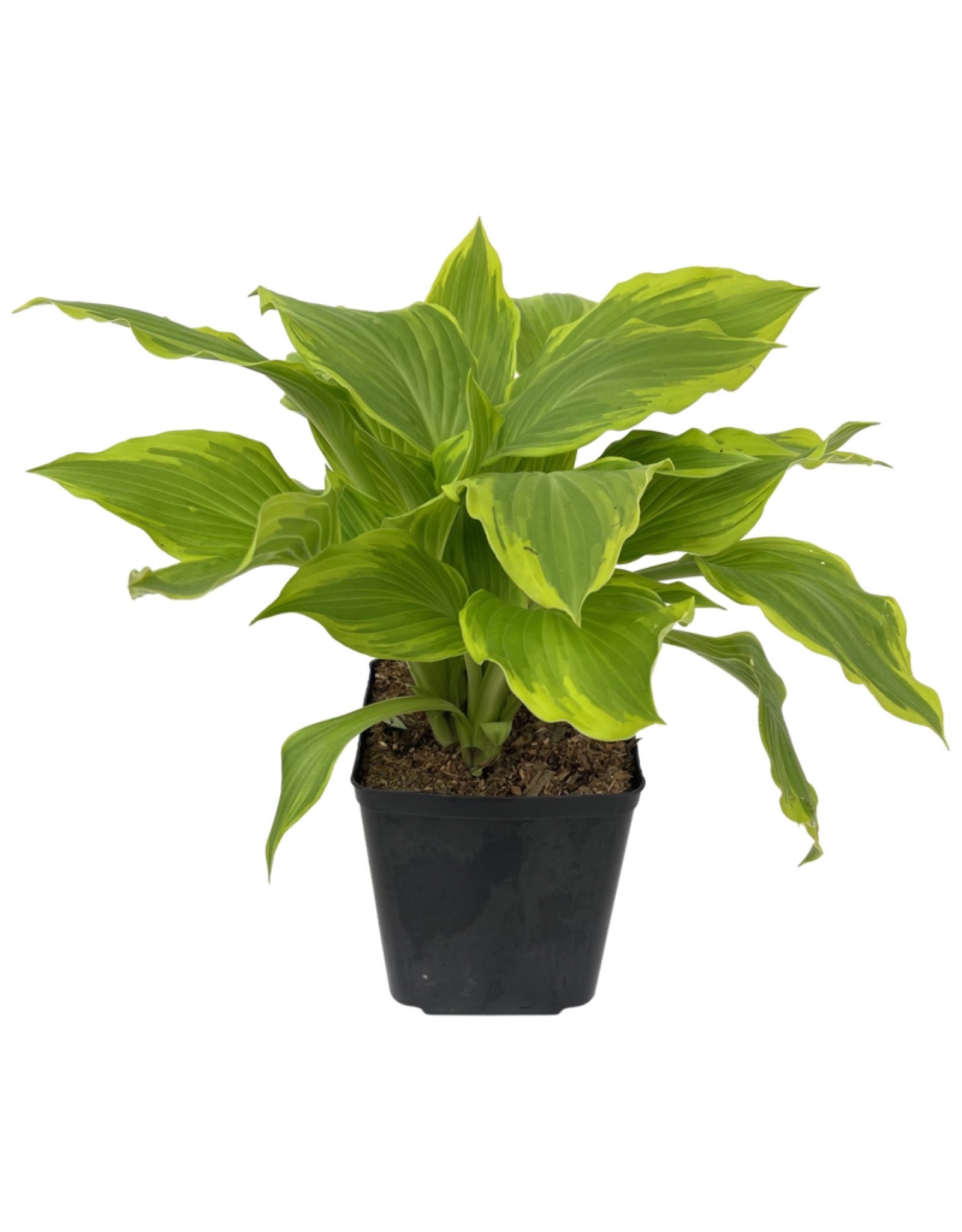 Hosta 'Bridgeville' 1 Gallon - The Garden Corner