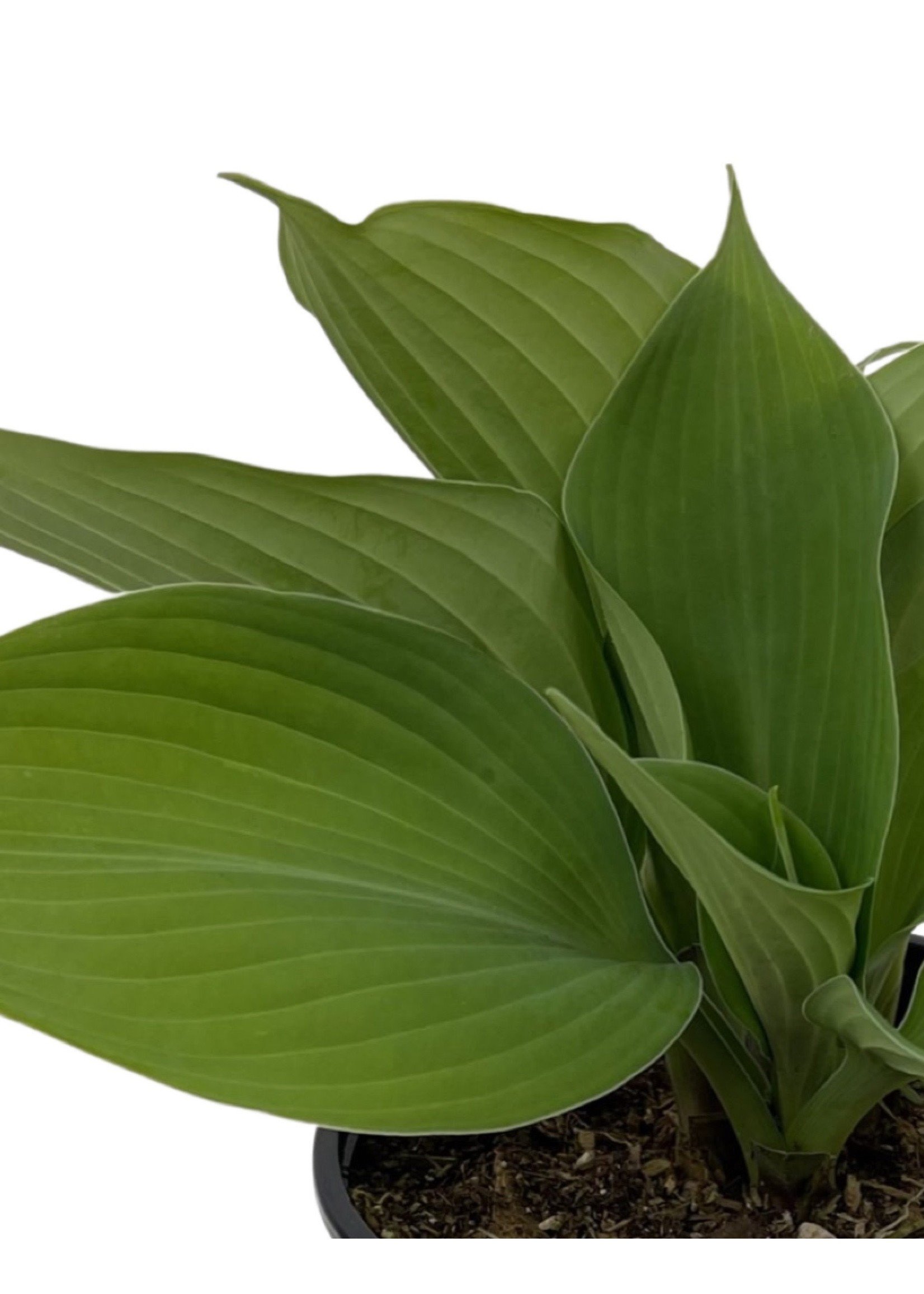 Hosta 'Blue Angel' Quart