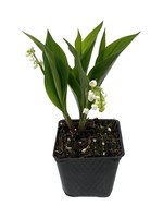 Convallaria majalis 4 Inch