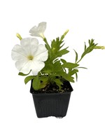 Petunia ‘Main Stage White’  4 Inch