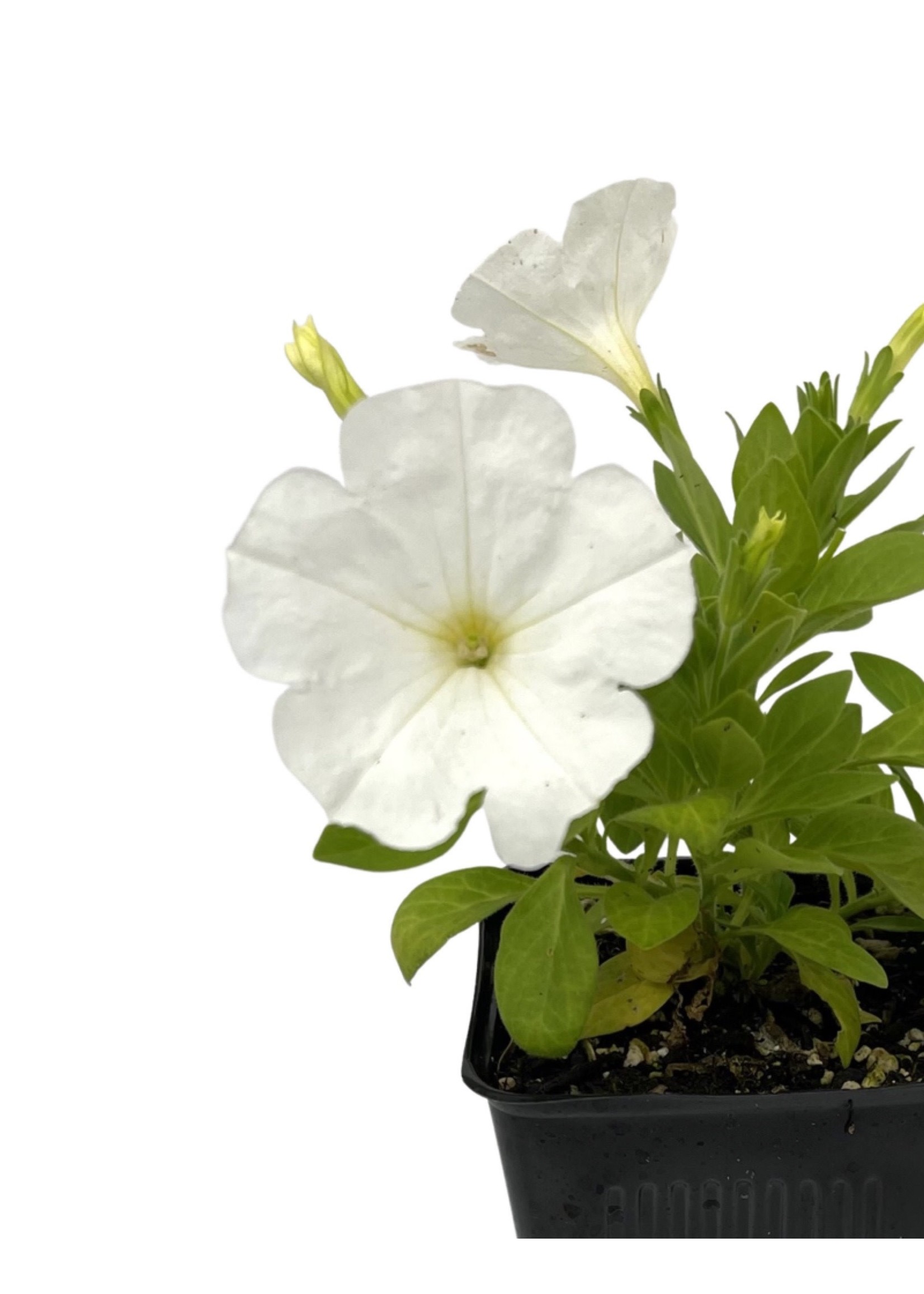 Petunia ‘Main Stage White’  4 Inch