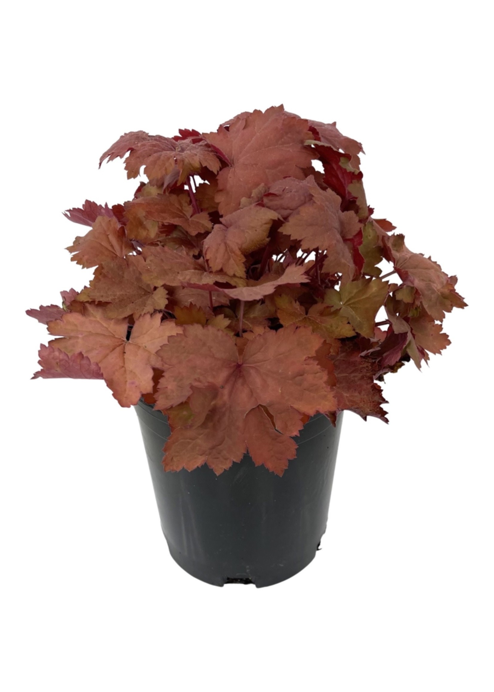 Heuchera 'Magma' 1 Gallon