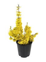 Forsythia x intermedia 'Minfor6' 2 Gallon