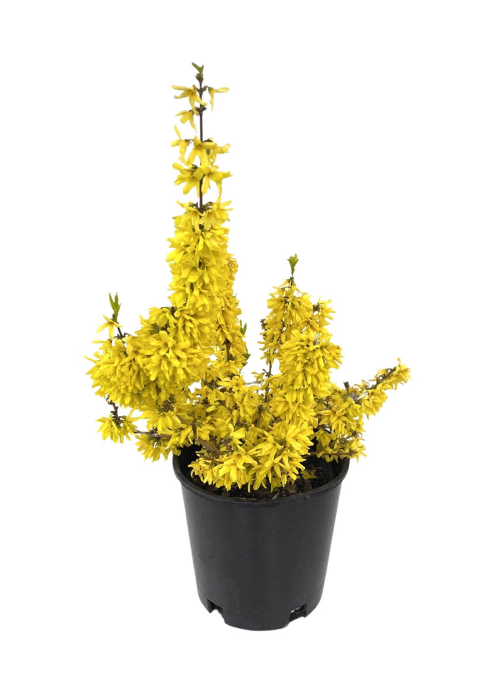 Forsythia x intermedia 'Minfor6' 2 Gallon