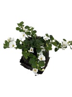 Bacopa 'Snowstorm Giant Snowflake' 4 Inch