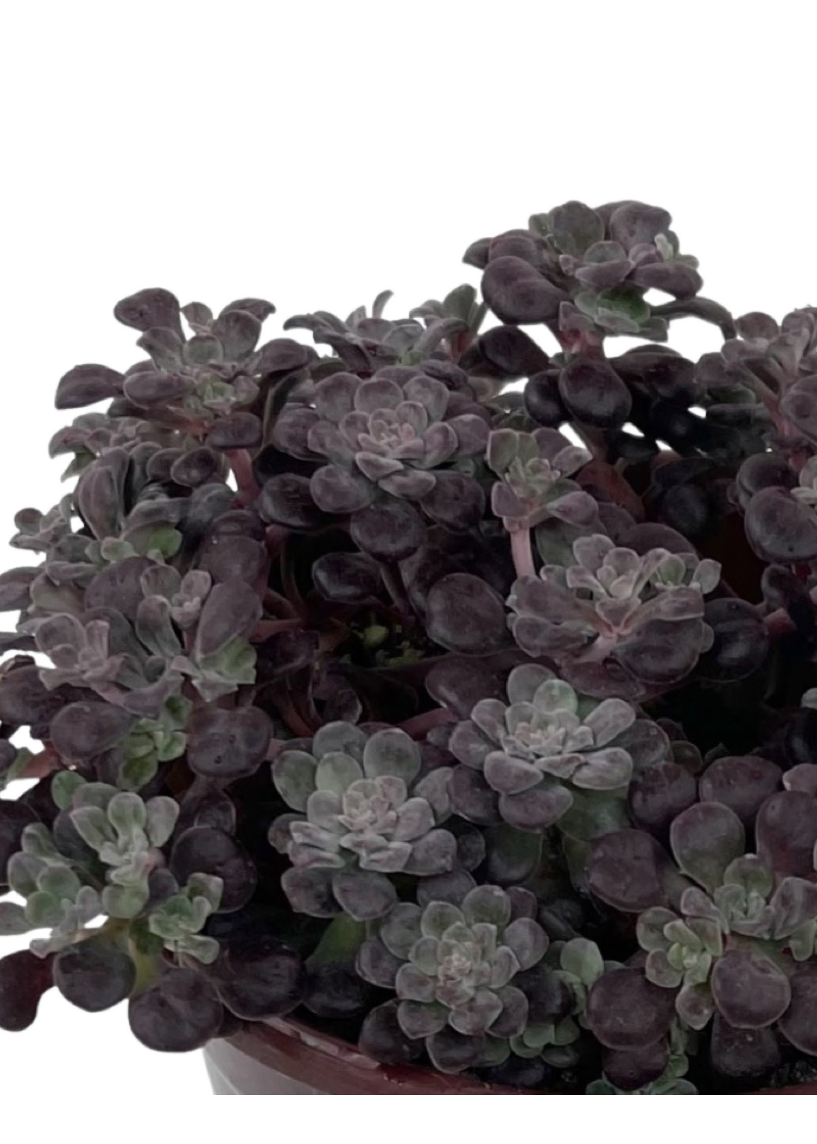 Sedum spathulifolium 'Purpureum' Quart