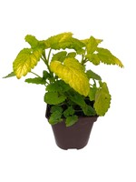 Melissa officinalis ‘All Gold’ 4 Inch