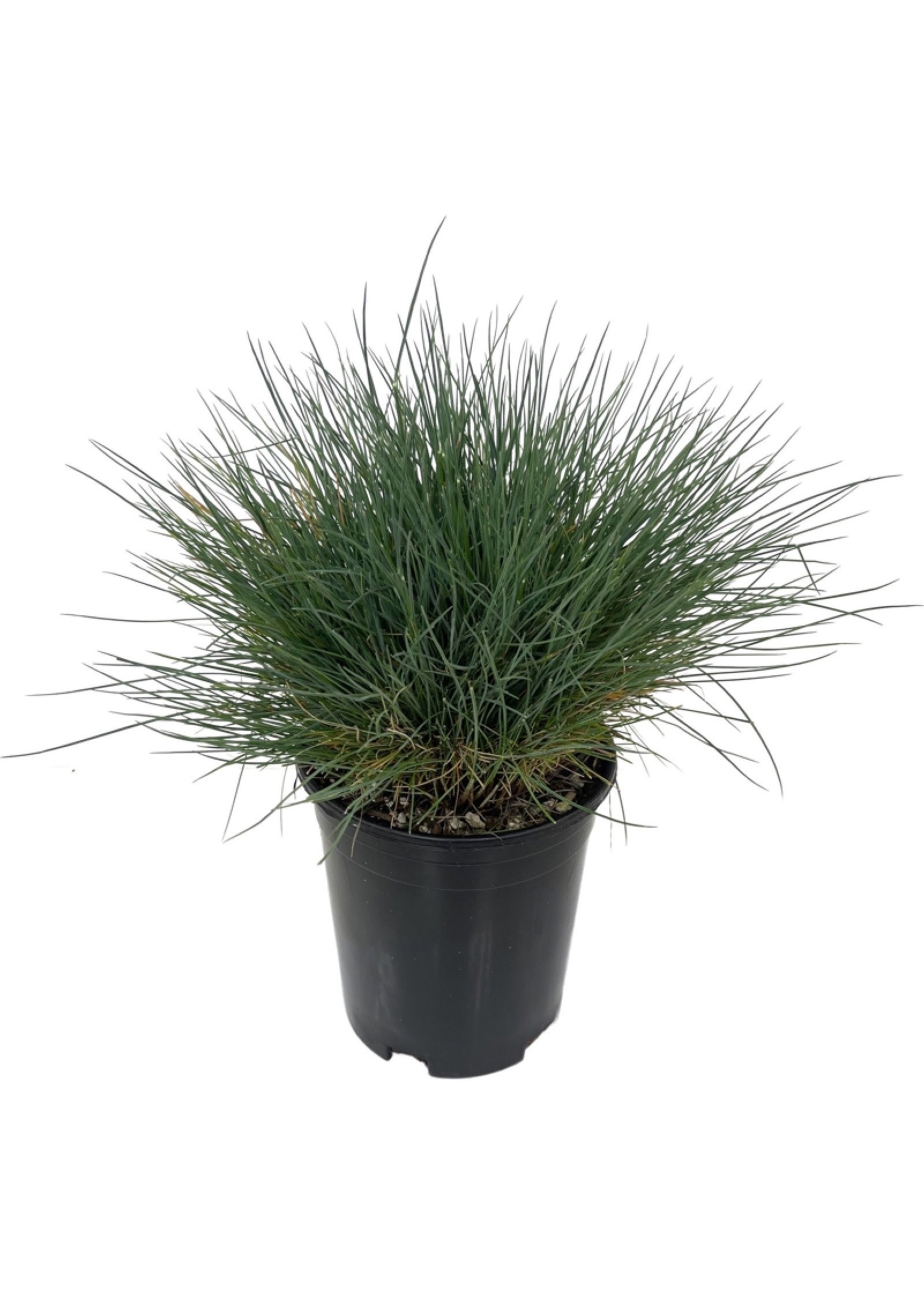 Festuca glauca 'Boulder Blue' 1 Gallon