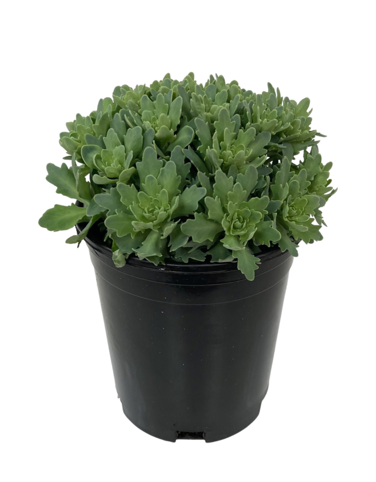 Sedum 'Rock Star' 1 Gallon - The Garden Corner