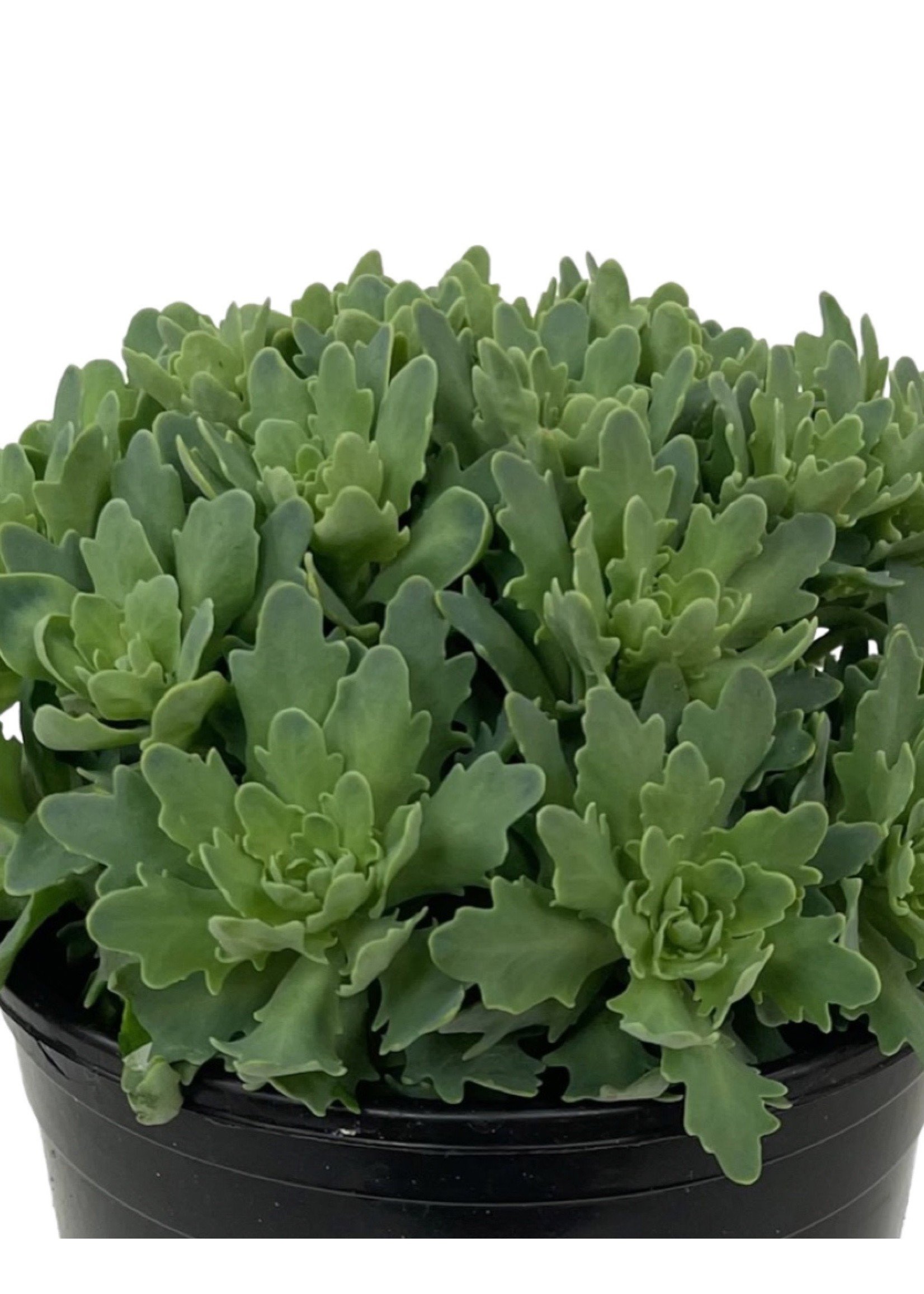 Sedum 'Rock Star' 1 Gallon