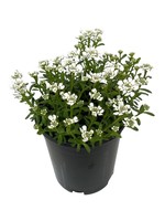 Iberis sempervirens 'Snowflake' 1 Gallon