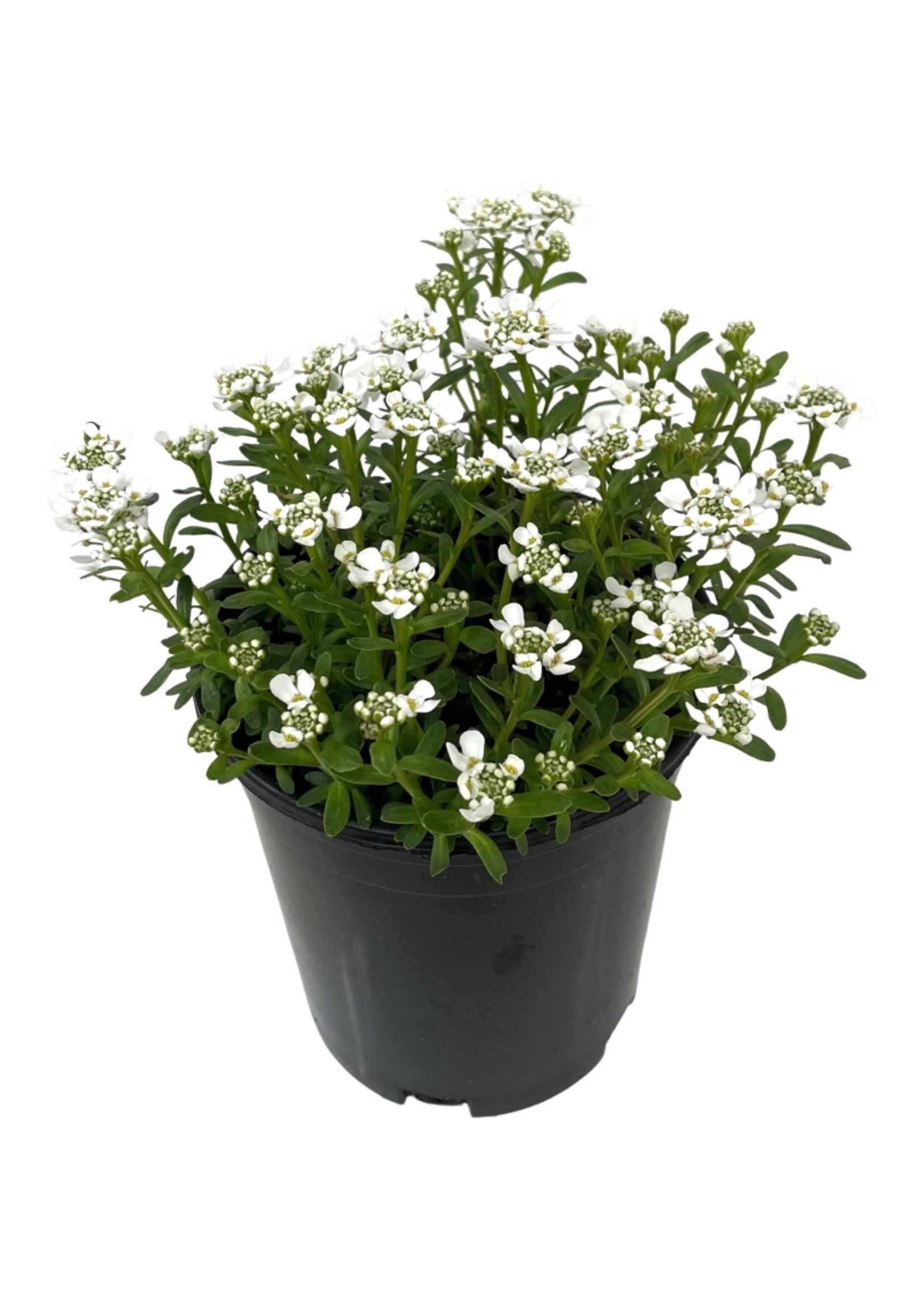 Iberis sempervirens 'Snowflake' 1 Gallon