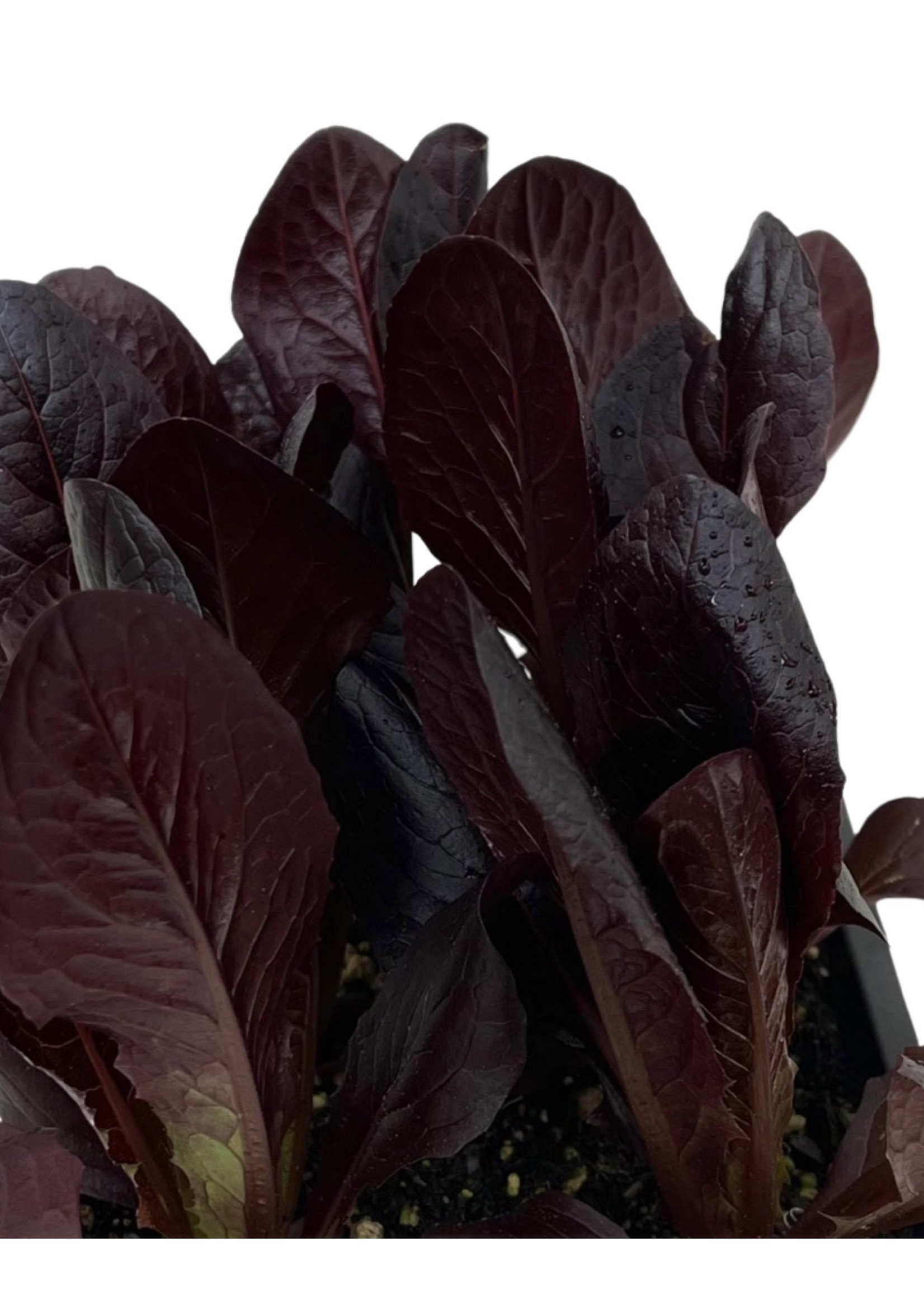 Lettuce 'Red Romaine' Jumbo Traypack