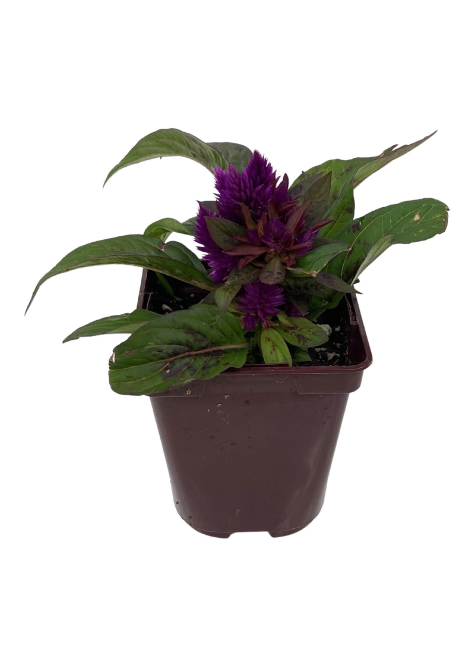 Celosia intenz 4 Inch