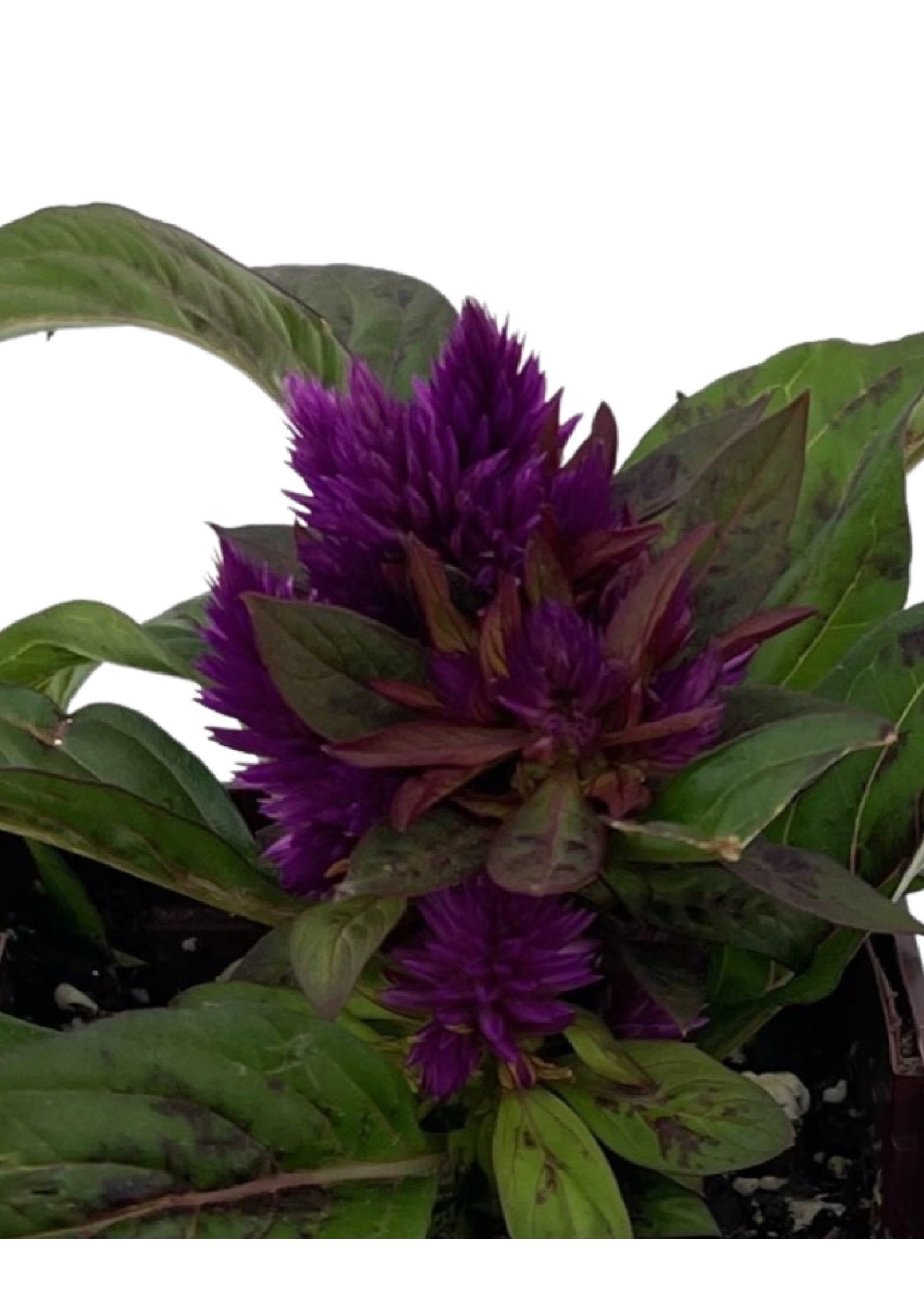 Celosia intenz 4 Inch