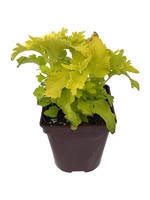 Coleus 'Wasabi' 4 Inch