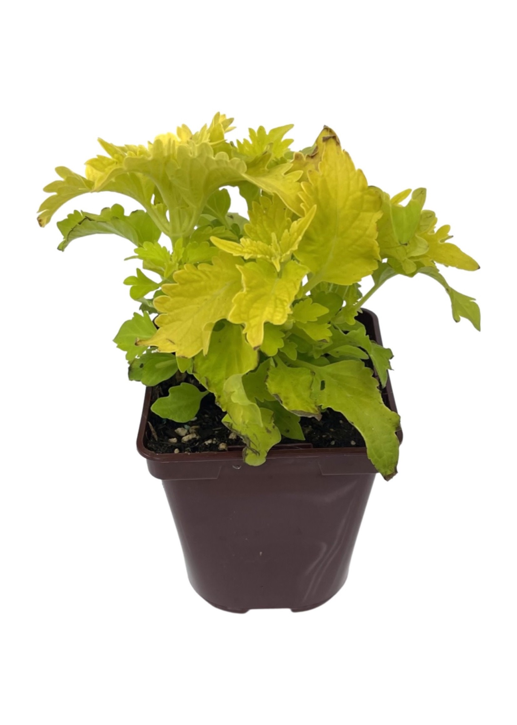 Coleus 'Wasabi' 4 Inch